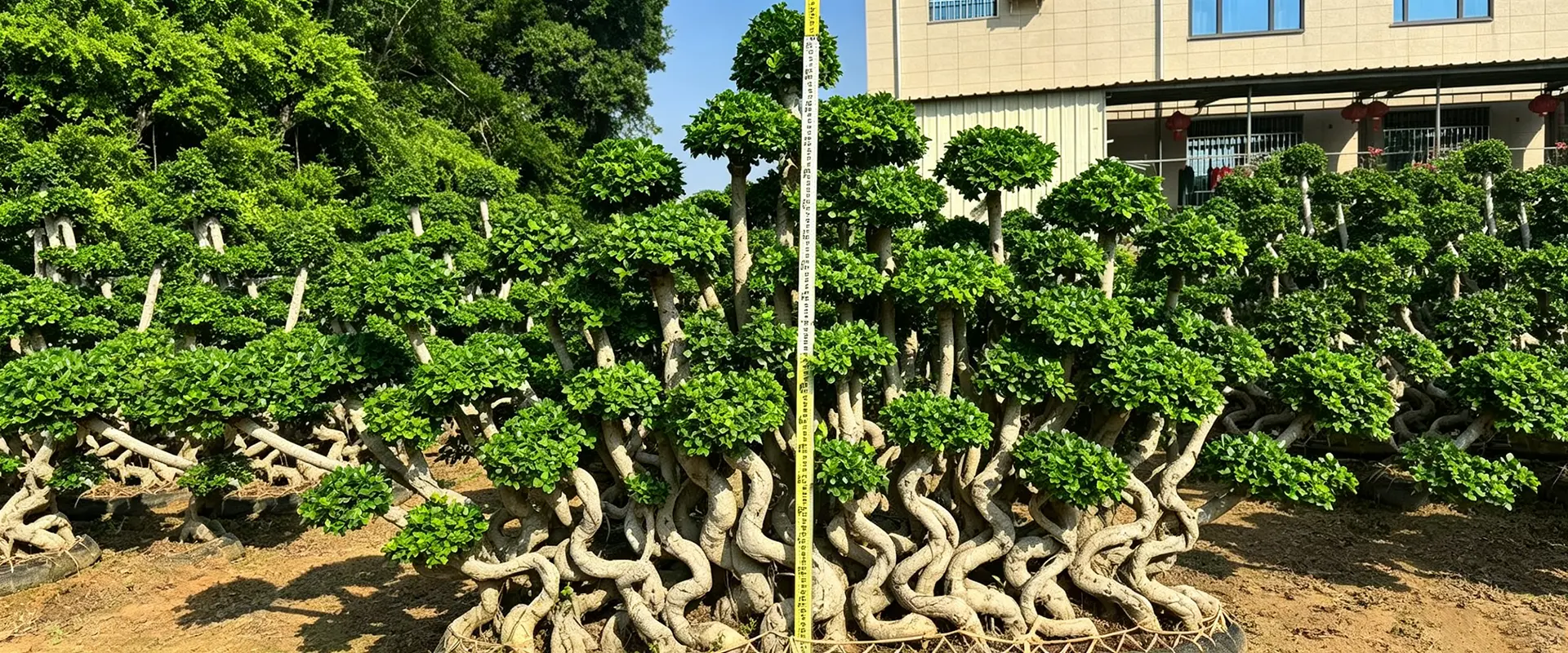 중국 상록수 그늘 나무 공급 업체
