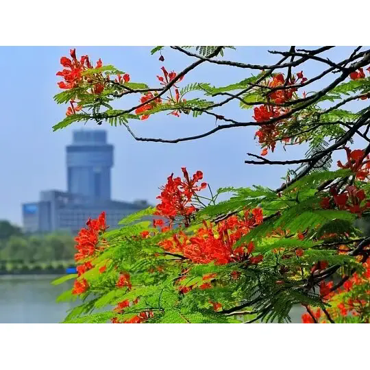 Royal Poinciana는 어떻게 아름다운 열대 풍경을 조성합니까? Royal Poinciana는 어떻게 아름다운 열대 풍경을 조성합니까?