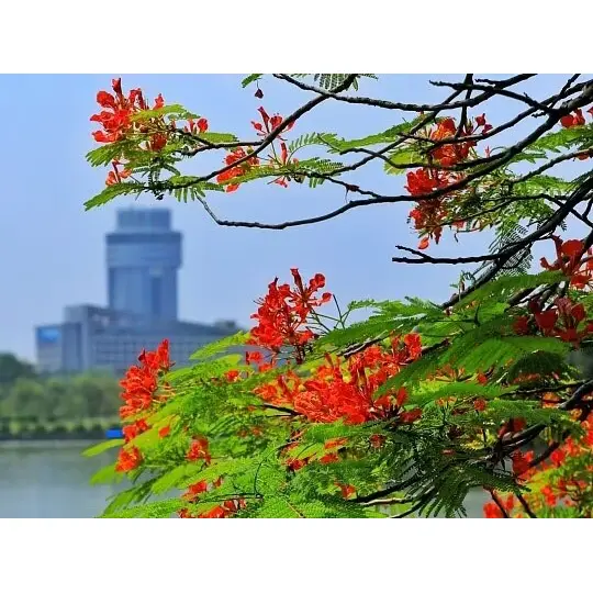 컨테이너 재배 Royal Poinciana 라이너가 조경 성공을 극대화하는 이유는 무엇입니까? 컨테이너 재배 Royal Poinciana 라이너가 조경 성공을 극대화하는 이유는 무엇입니까?