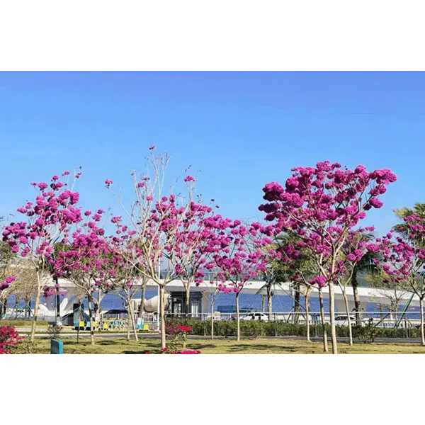 보라색 트럼펫 나무가 멋진 조경 프로젝트에 이상적인 선택이 되는 이유는 무엇입니까?