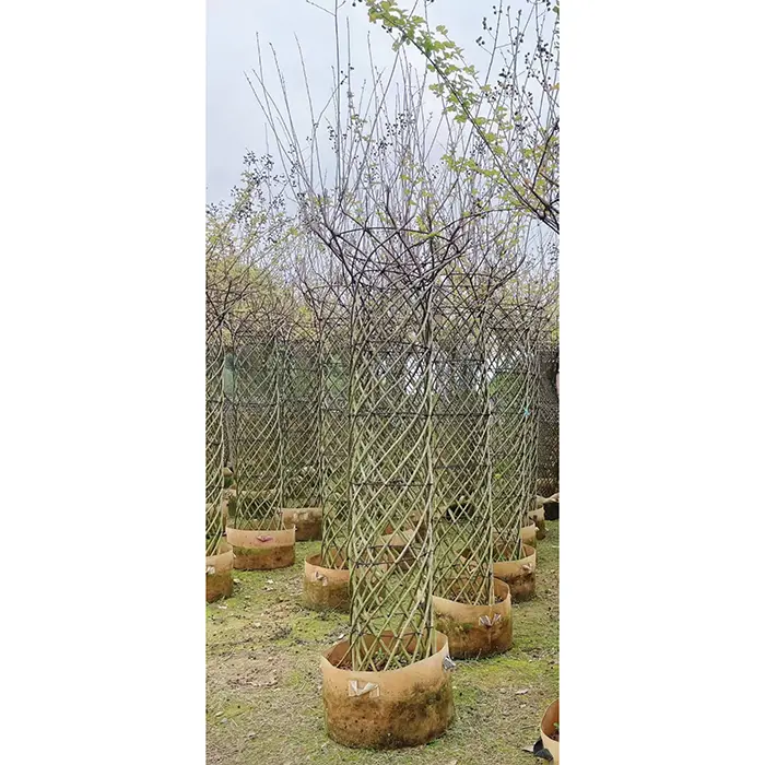 백일홍 분재나무