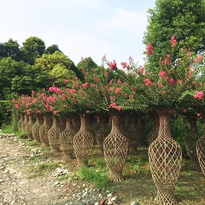 백일홍 가로수