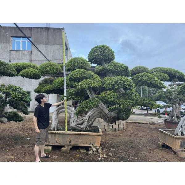 Ficus Microcarpa 분재 나무 Ficus Microcarpa 분재 나무