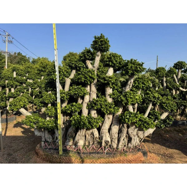Ficus Microcarpa 분재 나무