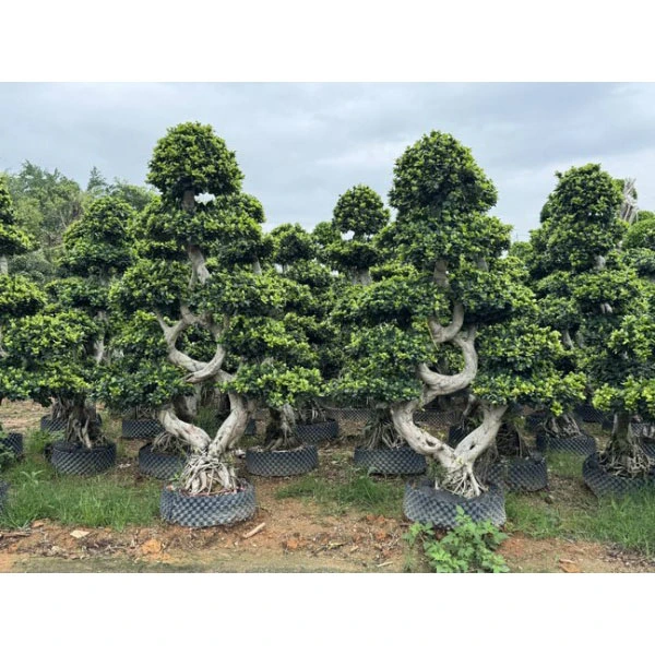Ficus microcarpa 라이너