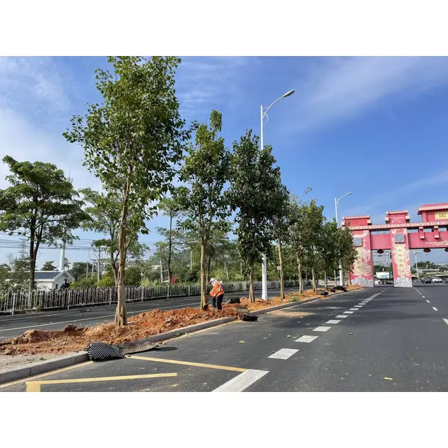 Ficus Religiosa 가로수