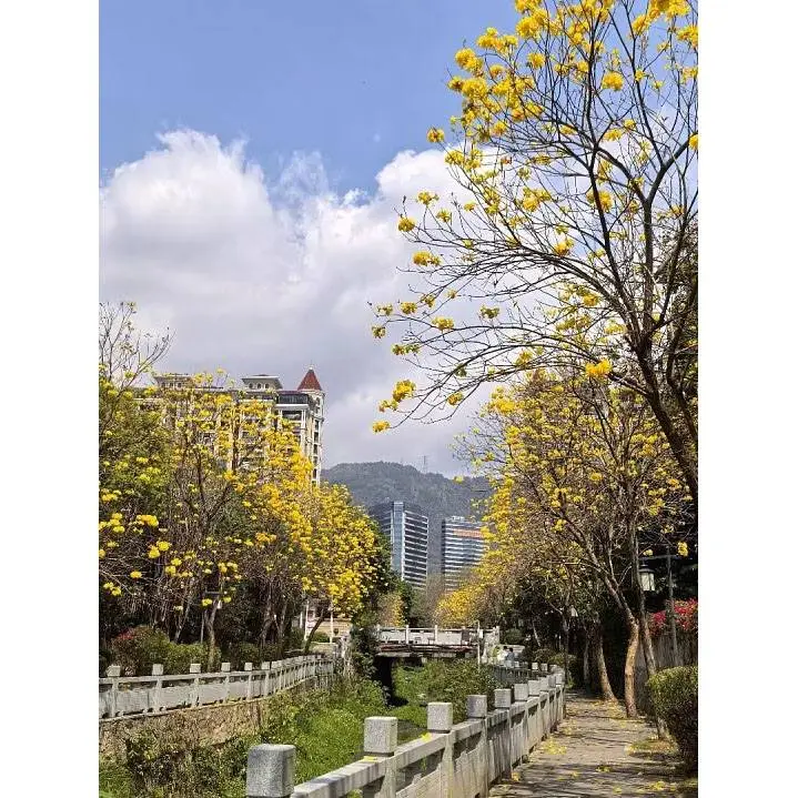 골든 트럼펫 나무 분재
