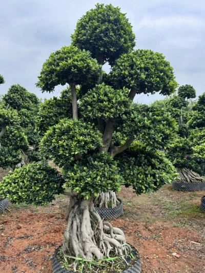 Ficus Microcarpa Liners