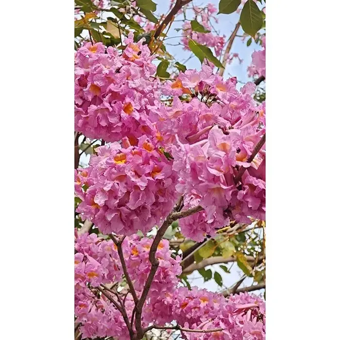 보라색 트럼펫 나무 분재