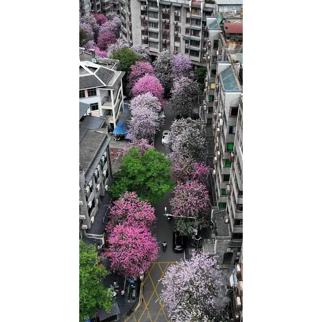 표본 분홍색 난초 나무