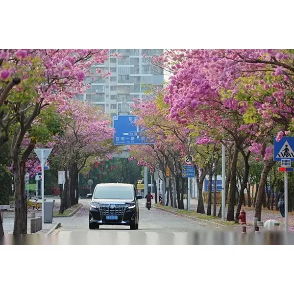 표본 보라색 트럼펫 나무