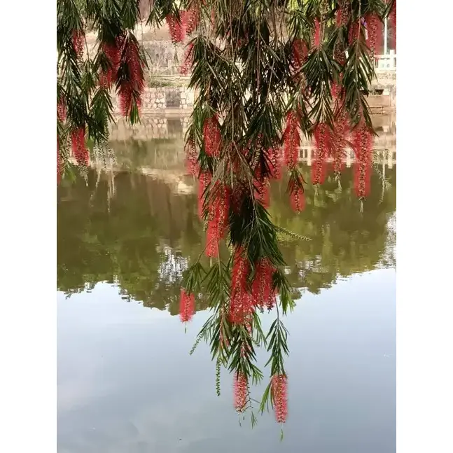 수양병솔 분재